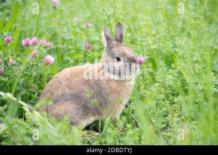 Lapin sur un pré avec trèfle rose Banque D'Images