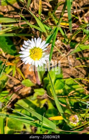 Bellis perennis est connu sous le nom de pâquerette commune, de pâquerette ou anglaise, de bruisewort et de woundwort Banque D'Images