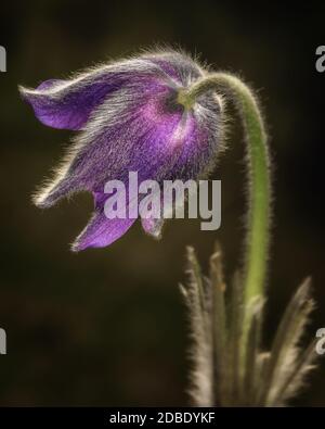 fleur de champ violet gros plan sur fond sombre Banque D'Images