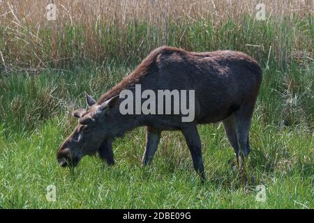 Orignal ou wapiti eurasien par une journée ensoleillée dans la campagne. Banque D'Images