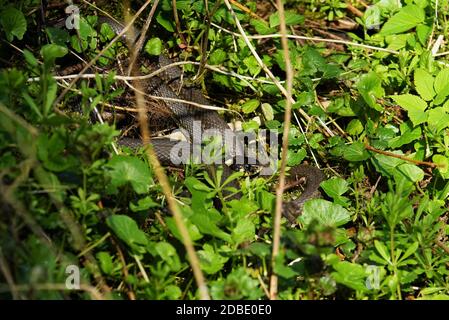 Serpent d'herbe Natrix natrix bains de soleil dans la nature Banque D'Images