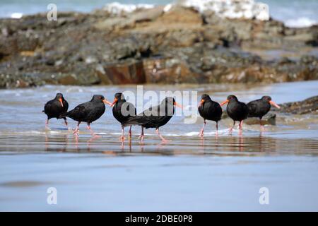 New Zealand oiseau variable oystercatchers sur la plage Banque D'Images
