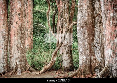 Droit de troncs d'arbres dans le parc national Corcovado au Costa Rica Banque D'Images