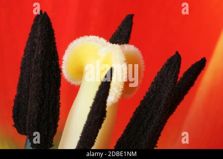 La vie intérieure d'une fleur de tulipe (famille Lily, Liliaceae). Gros plan des étamines et des carpels. Allemagne Banque D'Images