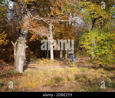 femme fait du vélo dans la forêt d'automne près d'utrecht en hollande Banque D'Images