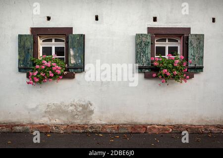 zwei alte Fenster mit rosa Geranien Banque D'Images