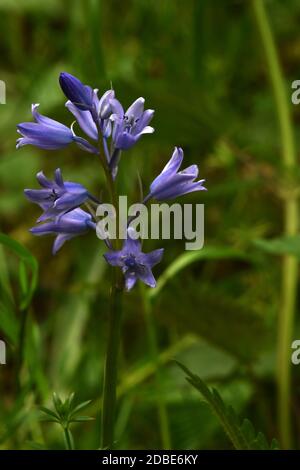 Hyacinthoides non scripta Banque D'Images