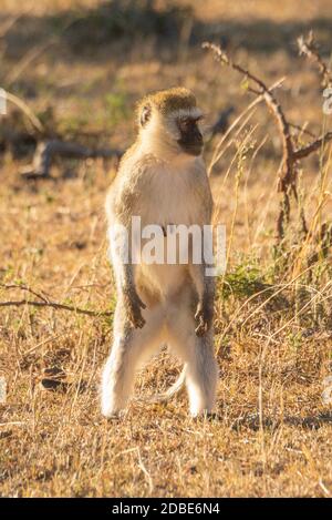 Le singe vervet se tient sur les pattes arrière tournant la tête Banque D'Images