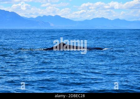 Le dos avec la nageoire dorsale d'un cachalot nommé Manu dans l'océan. Observation des baleines en Nouvelle-Zélande. Banque D'Images