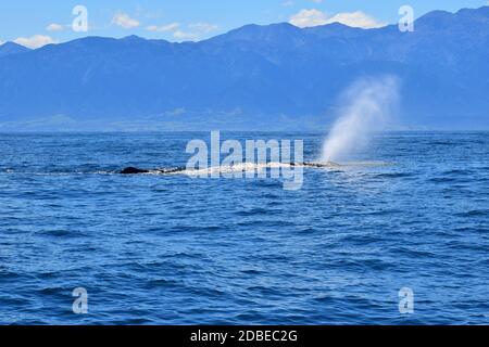 Le jet incliné vers l'avant d'un cachalot nommé Manu dans l'océan. Le dos avec la nageoire dorsale est visible. Observation des baleines en Nouvelle-Zélande. Banque D'Images