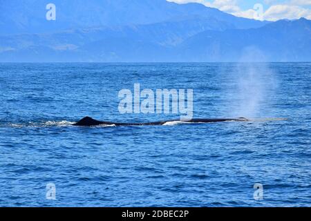 Le coup d'un cachalot nommé Manu dans l'océan. Le dos avec la nageoire dorsale est visible. Observation des baleines en Nouvelle-Zélande. Banque D'Images