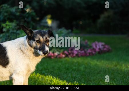 Chien noir et blanc sur fond de nature. Drôle mignon regarder directement l'appareil photo. Portrait sur fond flou du Parc. Un chien de rue Banque D'Images