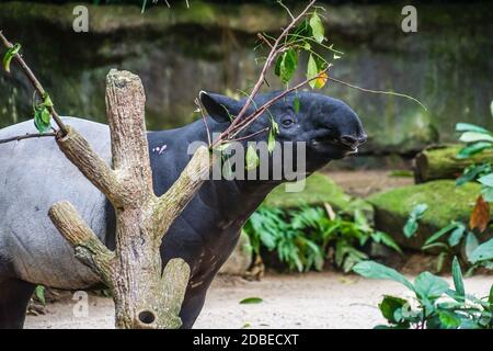 De l'image de l'herbe de manger de tapir sauvage. Lieu de tournage : Singapour Banque D'Images