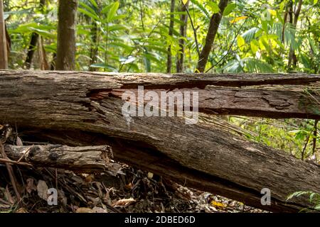 Forêt tropicale des basses terres sur Tamborine Mountain, Queensland, Australie. Arbre de gomme tombé (eucalyptus) avec tronc horizontal et divisé en deux. Banque D'Images