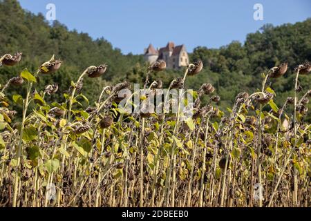 Domaine du séchage tournesol en vallée de Dordogne. France Banque D'Images