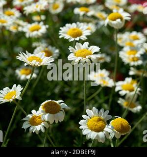 Marguerites dans un parterre de fleurs en été Banque D'Images