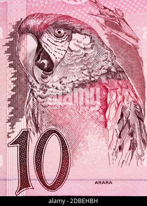 Un portrait de l'argent brésilien Banque D'Images