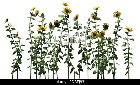 Tournesols sur fond blanc Banque D'Images