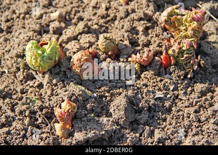 Jeunes pousses de rhubarbe sur terre au printemps. De nouvelles feuilles de rhubarbe ont été germées du sol. Pousses de rhubarbe dans le jardin. Le mûrissement d'une plante saine Banque D'Images