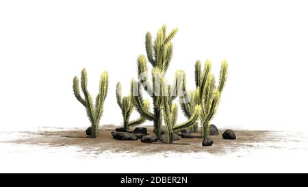 Grappe de cactus de la Jolla sur fond blanc Banque D'Images