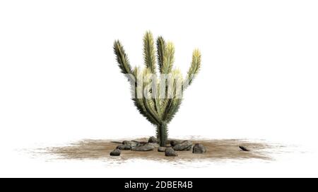 Corolle Cactus sur fond blanc Banque D'Images