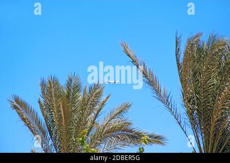 Avion volant haut dans le ciel. Vue en plan entre la branche des palmiers. Avion vu dans le ciel bleu. Panorama aérien avec avion et feuilles de palmier Banque D'Images