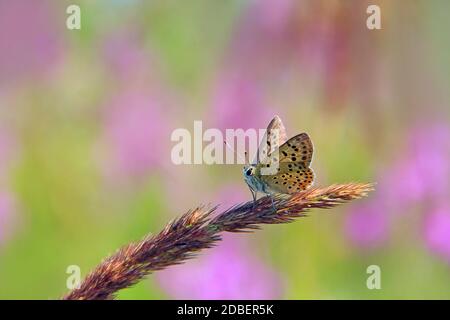 Papillon bleu orné de clous argentés assis sur une lame sèche gros plan en été. Insecte de prairie. Petit papillon assis sur la lame d'herbe sur le dos flou Banque D'Images