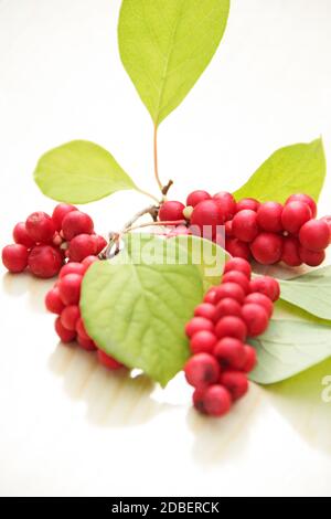 Branches de schisandra rouge. Grappes de schizandra mûres. Récolte de plantes utiles. Fruits de la plante de schizandra chinensis sur fond blanc. Schizandra om Banque D'Images