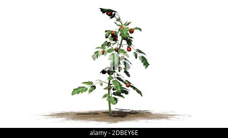 Plants de tomates sur fond blanc Banque D'Images