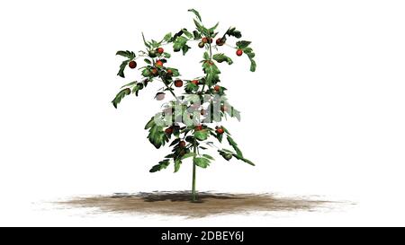 Plants de tomates sur fond blanc Banque D'Images