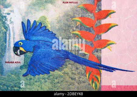 Jacinthe a un portrait de l'argent bolivien Banque D'Images