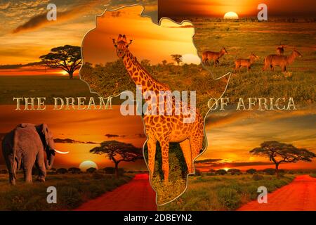 Afrique coucher de soleil et lever de soleil avec des éléphants et des girafes Banque D'Images