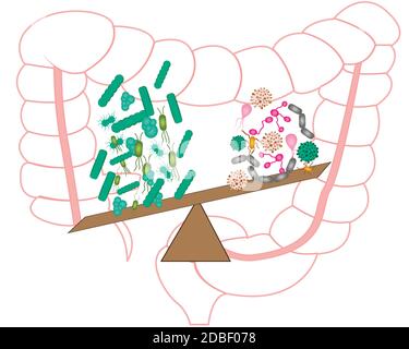 Flore bactérienne intestinale. Bonnes et mauvaises bactéries. Illustration vectorielle Banque D'Images