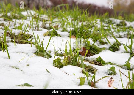 Les premières herbes de printemps poussent dans la neige Banque D'Images