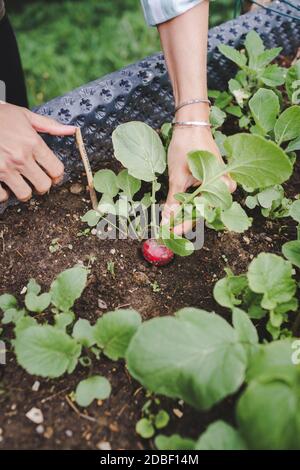 jeune femme moissonnant différents types de légumes à partir d'un lit surélevé dans le jardin Banque D'Images