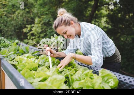 jeune femme moissonnant différents types de légumes à partir d'un lit surélevé dans le jardin Banque D'Images