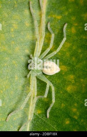 Dorsale de l'araignée de huntsman vert, Micrommata virescens, Satara, Maharashtra, Inde Banque D'Images