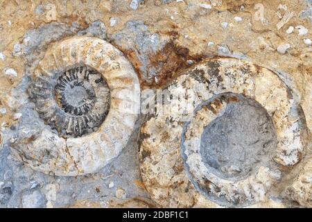 Deux fossiles d'ammonites fossilisés Banque D'Images