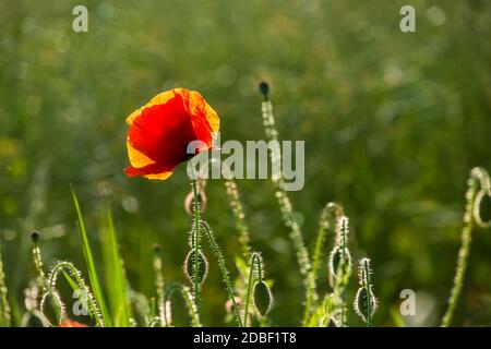 Capes de fleur de pavot dans un paysage rural dans le nord de l'Allemagne, parfait pour une carte de vœux, un sac cadeau ou une image de calendrier Banque D'Images