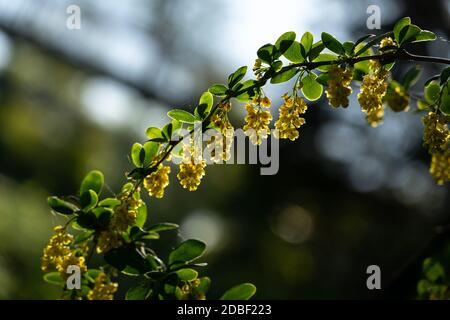 Berberis fleurit au soleil. Banque D'Images