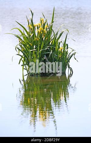 Swamp Sword Lily Iris pseudacorus Banque D'Images