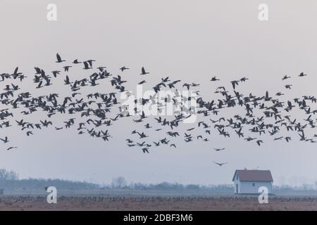 Volant de gros troupeau d'oies des Graylag (Anser anser) sur le paysage brumeux, migration d'oiseaux dans le parc national de Hortobagy, Hongrie, la chatzta est l'écosystème famof Banque D'Images
