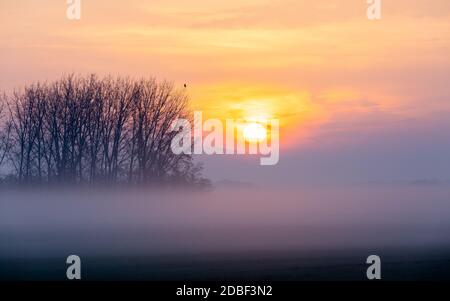 Lever de soleil sur le paysage brumeux de Hortobagy, sur l'arbre est assis silhouette d'aigle. Parc national de Hortobagy, Hongrie puszta, faune et flore d'Europe, UNESCO World Banque D'Images