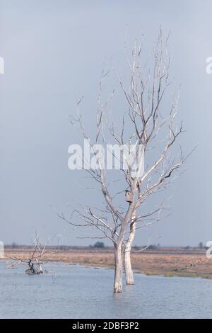 Paysage froid du matin avec arbre mort dans l'eau dans le parc national de Hortobagy, Hongrie chatzta, Europe site du patrimoine mondial de l'UNESCO Banque D'Images