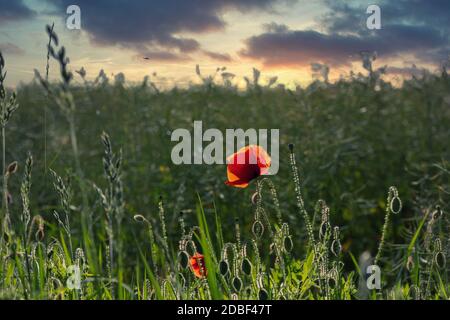 Capes de fleur de pavot dans un paysage rural dans le nord de l'Allemagne, parfait pour une carte de vœux, un sac cadeau ou une image de calendrier Banque D'Images