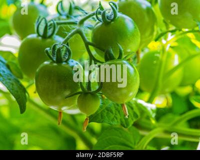 Gros plan d'une barre de tomates vertes en développement sur une plante de tomate, variété Red Robin Banque D'Images