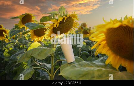 Tasse avec une paille et une fleur de tournesol, concept. Une tasse de tournesol - un concept amusant et joyeux. Banque D'Images