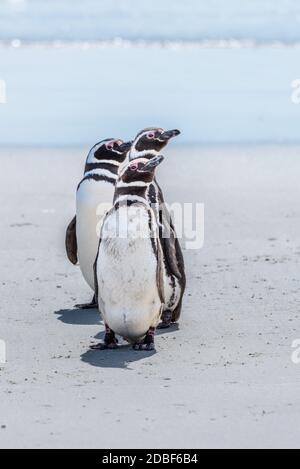 Trois pingouins magellaniques en ligne sur la plage Banque D'Images