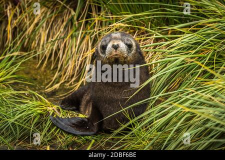 Pup de phoque à fourrure de l'Antarctique doux dans l'herbe Banque D'Images