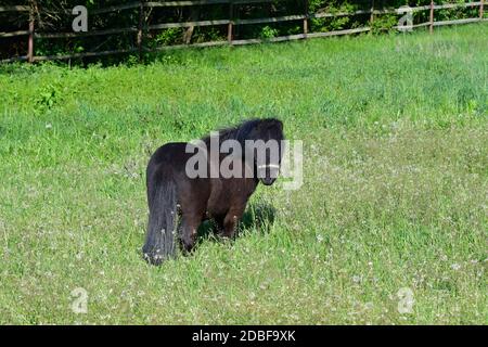 Un adorable poney noir Shetland debout dans un pré à fleurs vertes, en regardant vers l'arrière. Banque D'Images